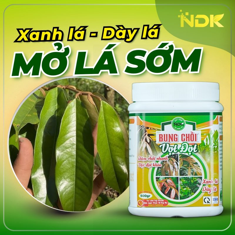 bung chồi vọt đọt ndk