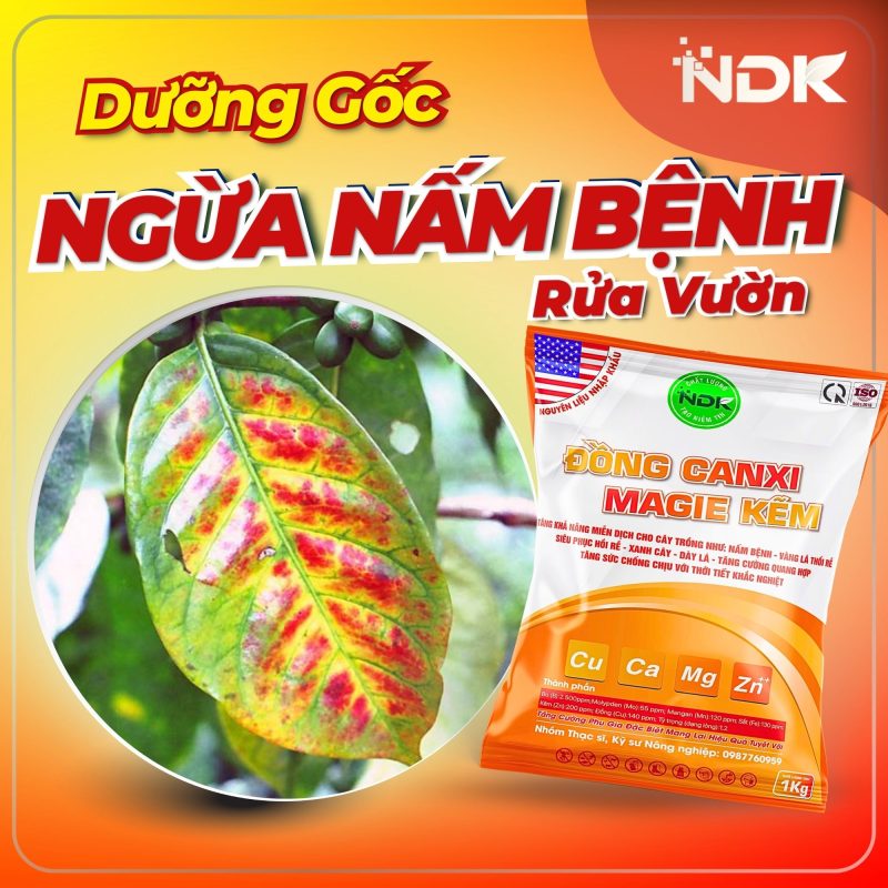 đồng canxi magie kẽm ndk