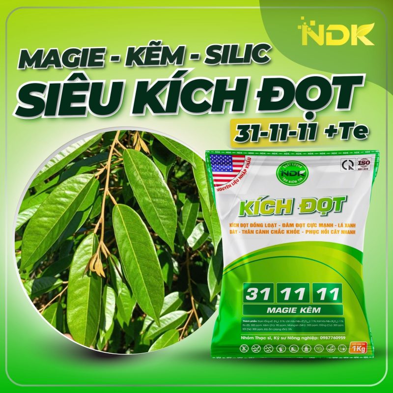 kích đọt 31 11 11 ndk