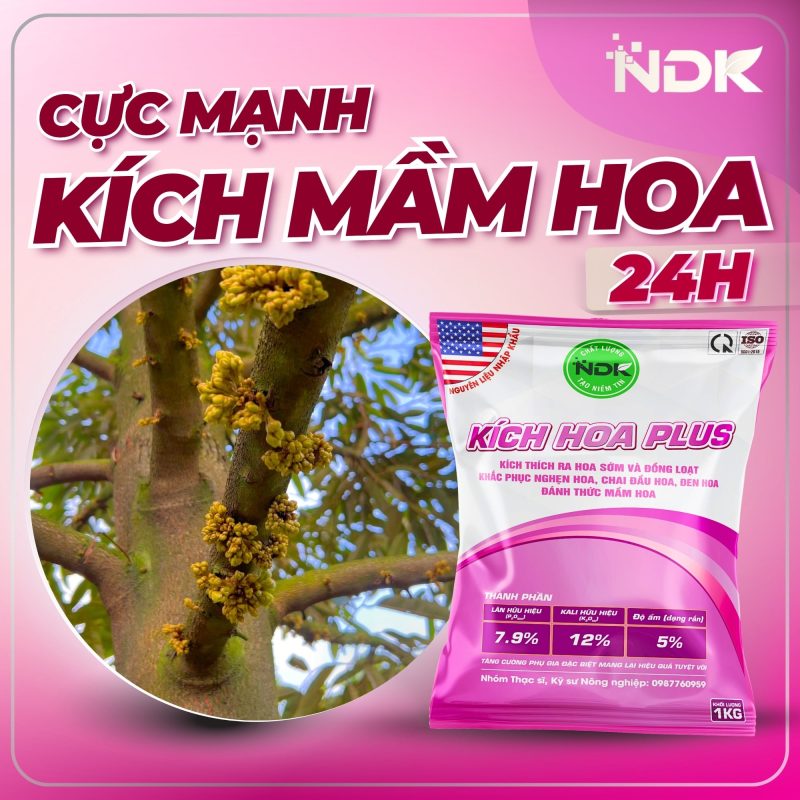 kích hoa plus ndk